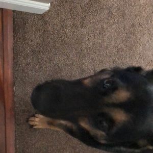 Meet your Posher, Dawn